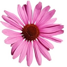 Echinacea - Zonnehoed Echinacea - Zonnehoed